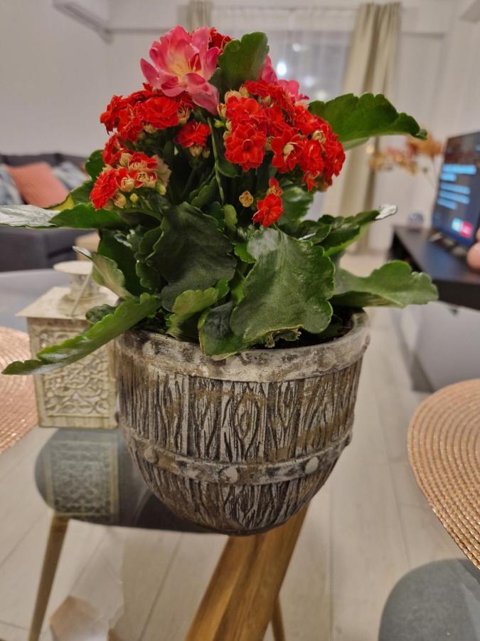Star Airport Apartment Otopeni
